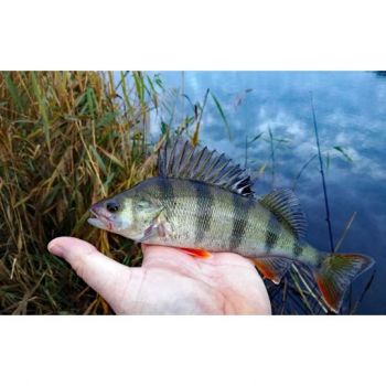 BŁYSTKA OBROTOWA MIKADO POMARAŃCZ 12g ROZ. 5 S-26