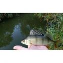 BŁYSTKA OBROTOWA MIKADO POMARAŃCZ 12g ROZ. 5 S-26