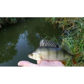 BŁYSTKA OBROTOWA MIKADO FOCUS 3 6g FLUO FIRE TIGER