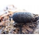 CIĘŻAREK SZYHA KAMIENNY BLACK MOON 301-400g