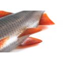 GUMA FOX RAGE 14cm ULTRA REALISTIC REPLICANT ROACH