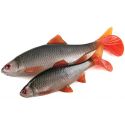 GUMA FOX RAGE 14cm ULTRA REALISTIC REPLICANT ROACH
