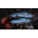 GUMA FOX RAGE 14cm ULTRA REALISTIC REPLICANT ROACH