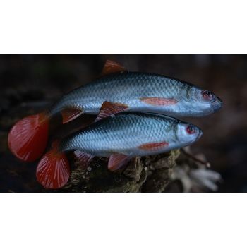 GUMA FOX RAGE 14cm ULTRA REALISTIC REPLICANT ROACH
