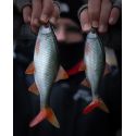 GUMA FOX RAGE 14cm ULTRA REALISTIC REPLICANT ROACH