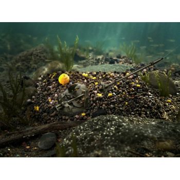 PELLET BOX DELPHIN KUKURYDZA ANANAS + BOOSTER WAFT