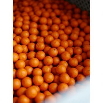 KULKI ANACONDA HALLOWEEN BOILIE 24mm 1kg ZANĘTOWE